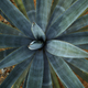 A 3-year-old blue agave plant